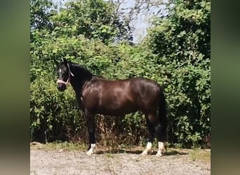 Koń hanowerski, Klacz, 3 lat, 162 cm, Kara