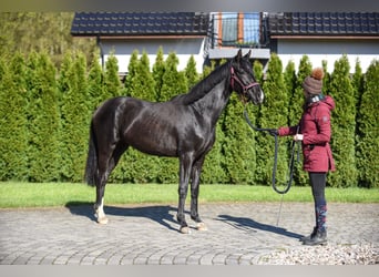 Koń hanowerski, Klacz, 3 lat, 162 cm, Kara