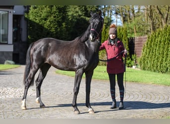 Koń hanowerski, Klacz, 3 lat, 162 cm, Kara