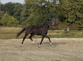 Koń hanowerski, Klacz, 3 lat, 163 cm, Ciemnogniada