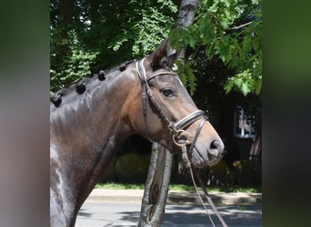 Koń hanowerski, Klacz, 3 lat, 163 cm, Ciemnogniada