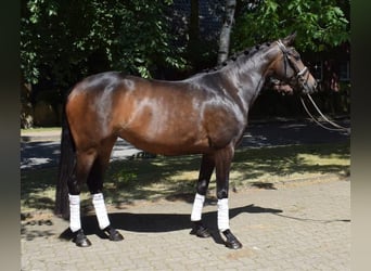 Koń hanowerski, Klacz, 3 lat, 163 cm, Ciemnogniada