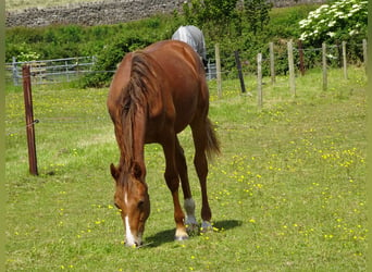 Koń hanowerski, Klacz, 3 lat, 163 cm, Ciemnokasztanowata