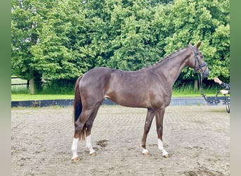 Koń hanowerski, Klacz, 3 lat, 163 cm, Ciemnokasztanowata