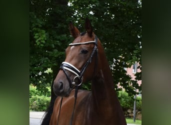 Koń hanowerski, Klacz, 3 lat, 163 cm, Gniada