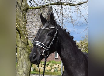 Koń hanowerski, Klacz, 3 lat, 163 cm, Kara