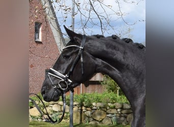 Koń hanowerski, Klacz, 3 lat, 163 cm, Kara