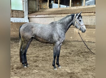 Koń hanowerski, Klacz, 3 lat, 163 cm, Siwa jabłkowita
