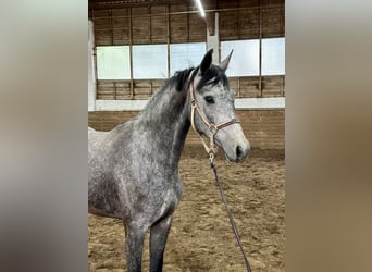 Koń hanowerski, Klacz, 3 lat, 163 cm, Siwa jabłkowita