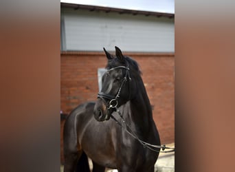 Koń hanowerski, Klacz, 3 lat, 163 cm, Skarogniada