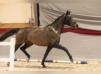 Koń hanowerski, Klacz, 3 lat, 163 cm, Skarogniada