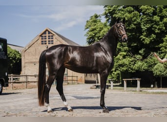Koń hanowerski, Klacz, 3 lat, 163 cm, Skarogniada