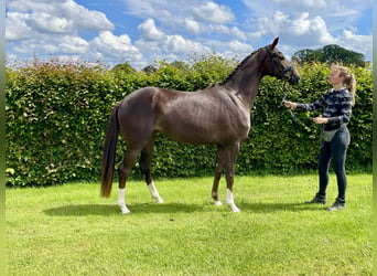 Koń hanowerski, Klacz, 3 lat, 164 cm, Ciemnokasztanowata