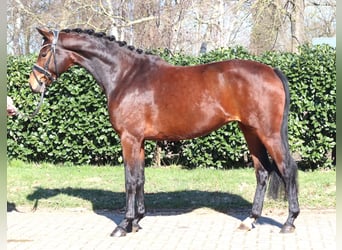 Koń hanowerski, Klacz, 3 lat, 164 cm, Gniada