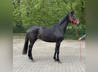 Koń hanowerski, Klacz, 3 lat, 164 cm, Kara