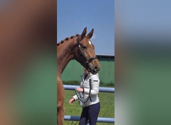 Koń hanowerski, Klacz, 3 lat, 164 cm, Kasztanowata