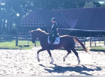 Koń hanowerski, Klacz, 3 lat, 164 cm, Kasztanowata