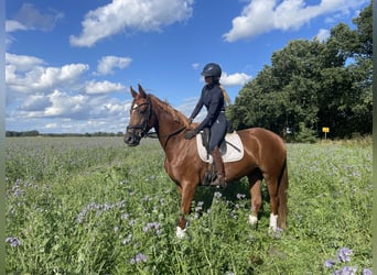 Koń hanowerski, Klacz, 3 lat, 164 cm, Kasztanowata