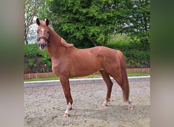 Koń hanowerski, Klacz, 3 lat, 164 cm, Kasztanowata