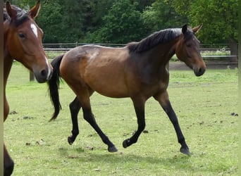 Koń hanowerski, Klacz, 3 lat, 165 cm, Ciemnogniada