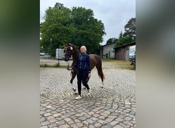 Koń hanowerski, Klacz, 3 lat, 165 cm, Ciemnokasztanowata