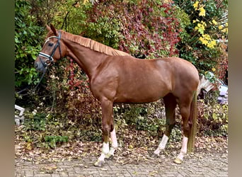 Koń hanowerski, Klacz, 3 lat, 165 cm, Ciemnokasztanowata