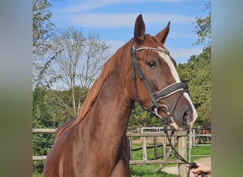 Koń hanowerski, Klacz, 3 lat, 165 cm, Ciemnokasztanowata