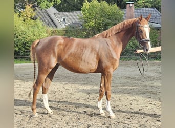 Koń hanowerski, Klacz, 3 lat, 165 cm, Ciemnokasztanowata
