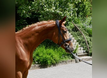 Koń hanowerski, Klacz, 3 lat, 165 cm, Ciemnokasztanowata