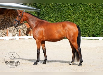 Koń hanowerski, Klacz, 3 lat, 165 cm, Gniada
