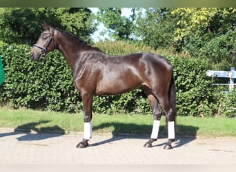 Koń hanowerski, Klacz, 3 lat, 165 cm, Gniada