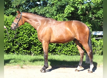 Koń hanowerski, Klacz, 3 lat, 165 cm, Gniada