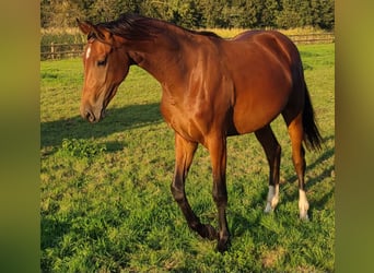 Koń hanowerski, Klacz, 3 lat, 165 cm, Gniada