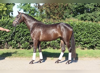 Koń hanowerski, Klacz, 3 lat, 165 cm, Gniada