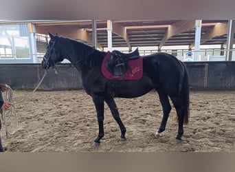 Koń hanowerski, Klacz, 3 lat, 165 cm, Kara