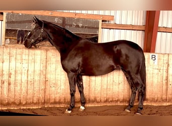 Koń hanowerski, Klacz, 3 lat, 165 cm, Kara