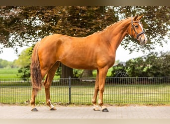 Koń hanowerski, Klacz, 3 lat, 165 cm, Kasztanowata