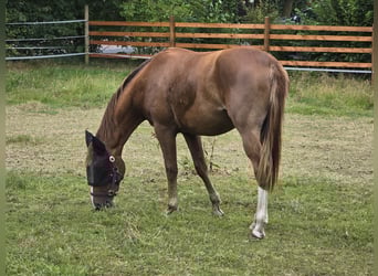 Koń hanowerski, Klacz, 3 lat, 165 cm, Kasztanowata