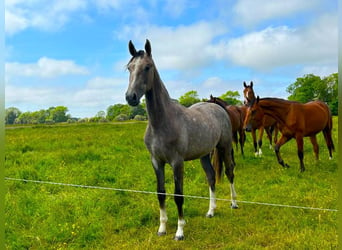 Koń hanowerski, Klacz, 3 lat, 165 cm, Siwa