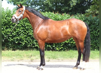 Koń hanowerski, Klacz, 3 lat, 166 cm, Gniada