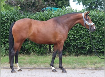 Koń hanowerski, Klacz, 3 lat, 166 cm, Gniada