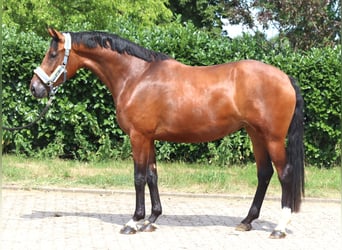 Koń hanowerski, Klacz, 3 lat, 166 cm, Gniada