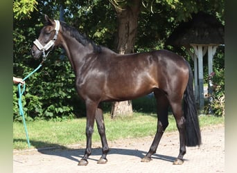 Koń hanowerski, Klacz, 3 lat, 166 cm, Kara