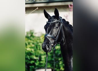 Koń hanowerski, Klacz, 3 lat, 166 cm, Kara