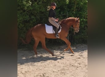 Koń hanowerski, Klacz, 3 lat, 166 cm, Kasztanowata