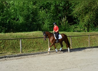 Koń hanowerski, Klacz, 3 lat, 167 cm, Ciemnokasztanowata