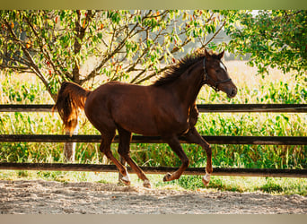 Koń hanowerski, Klacz, 3 lat, 167 cm, Ciemnokasztanowata