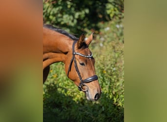 Koń hanowerski, Klacz, 3 lat, 167 cm, Gniada