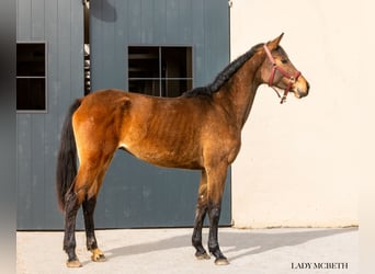 Koń hanowerski, Klacz, 3 lat, 167 cm, Gniada