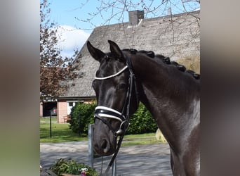 Koń hanowerski, Klacz, 3 lat, 167 cm, Kara